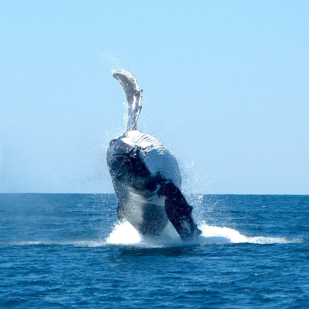 Whale Watching Tours