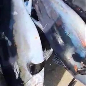 Game fishing